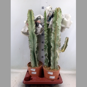 Euphorbia   ...