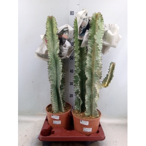 Euphorbia   ...
