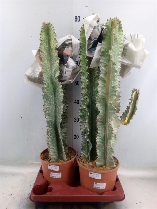 <h4>Euphorbia   ...</h4>