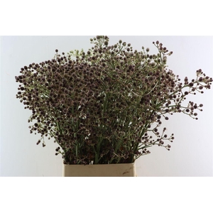Eryn Pan Physic Pink 100cm P Stem
