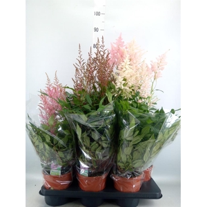 Astilbe   ...mix 5