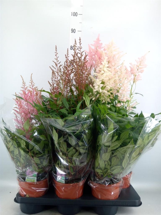 <h4>Astilbe   ...mix 5</h4>