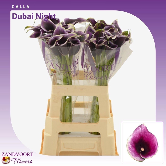 <h4>Calla Dubai Night</h4>