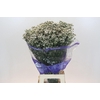 Limonium sinensis White Diamond