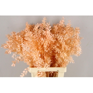 PF Ruscus 70cm Bs Apricot