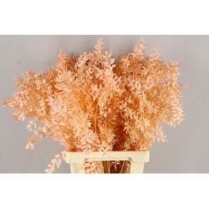 PF Ruscus 70cm Bs Apricot