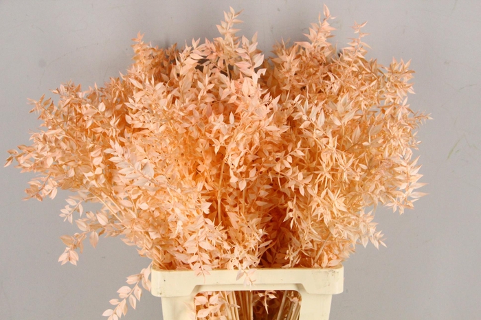 <h4>PF Ruscus 70cm Bs Apricot</h4>