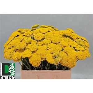 Achillea Park Variety