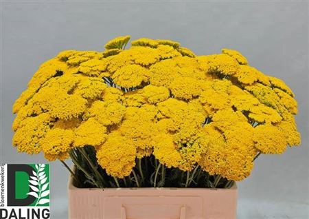 <h4>Achillea Park Variety</h4>