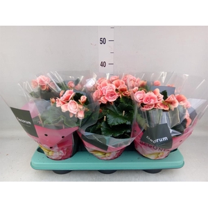 Begonia elat. DU 'Borias'