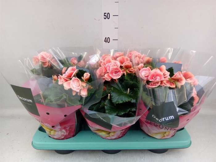 <h4>Begonia elat. DU 'Borias'</h4>