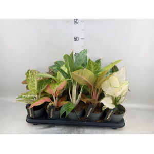 Aglaonema   ...