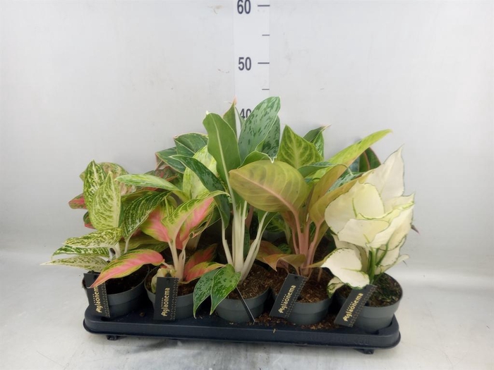 <h4>Aglaonema   ...</h4>