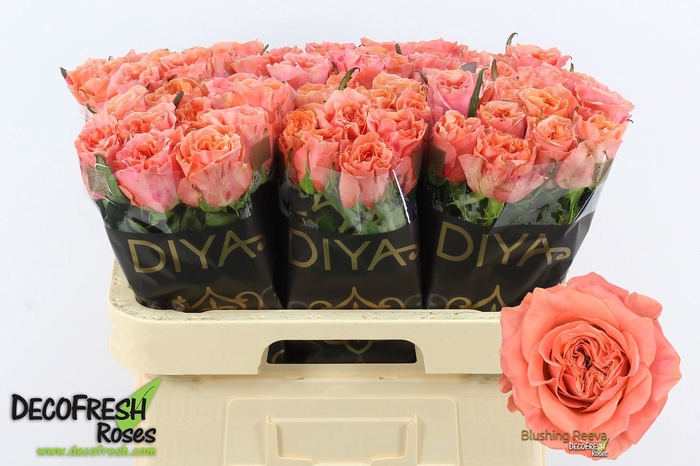 <h4>ROSA GR 'BLUSHING REEVA'</h4>