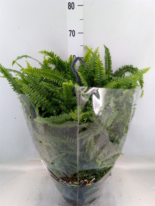 <h4>Nephrolepis exal. 'Green Lady'</h4>