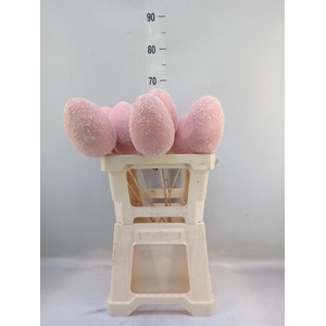 Decoratieve materialen   ...H%