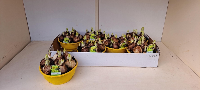 <h4>NARC O TETE A TETE</h4>