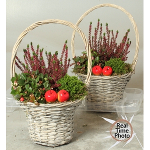 ARR TUINPLANTEN