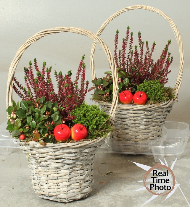 <h4>ARR TUINPLANTEN</h4>