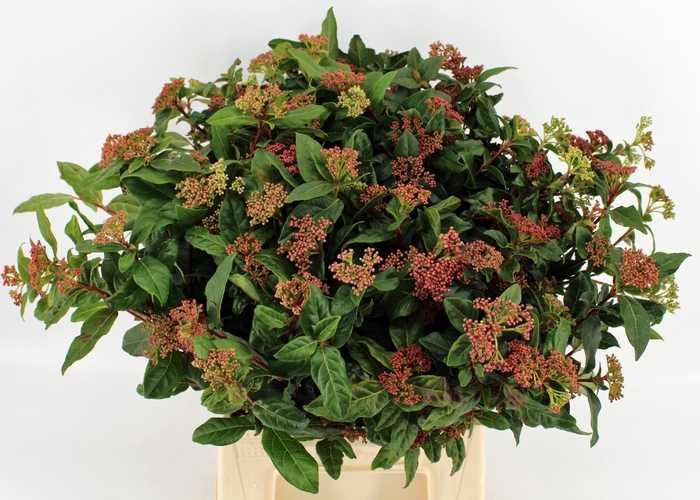 <h4>Viburnum bloem bos</h4>