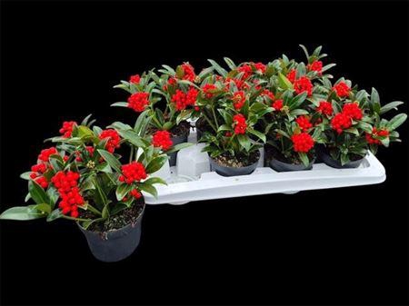 Skim Ja Oberries Red 5+