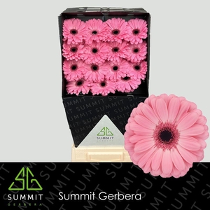 Gerbera Joyride Diamond