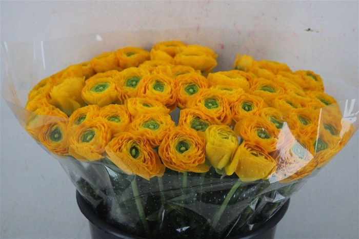 <h4>Ran Cloni Ex Omega</h4>