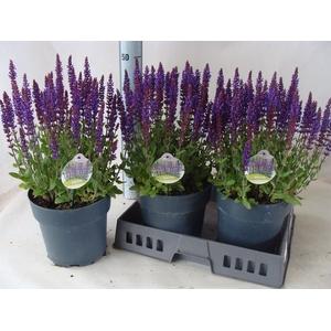 Salvia   ...