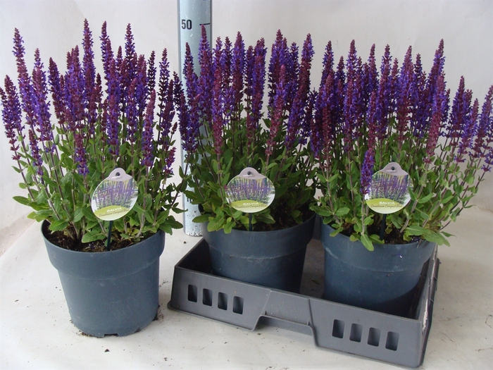 <h4>Salvia   ...</h4>