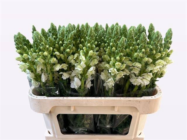 <h4>ANTIR AVIGNON WHITE</h4>