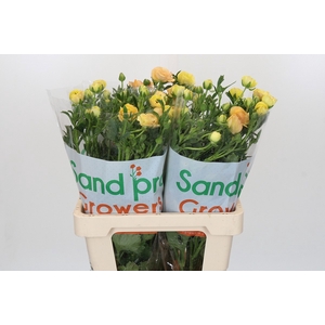 Ranunculus Magical Caramel
