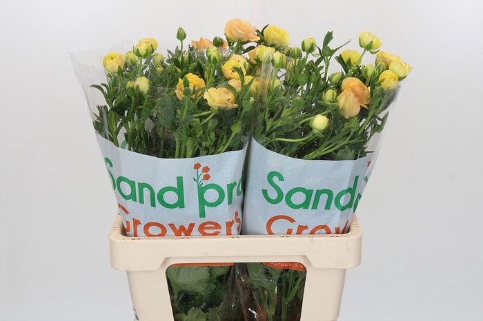 <h4>Ranunculus Magical Caramel</h4>