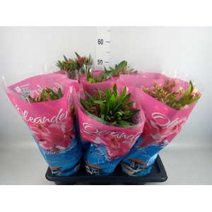 Nerium oleander   ...