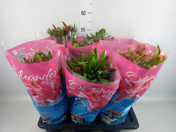 <h4>Nerium oleander   ...</h4>