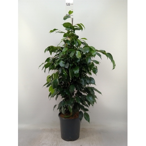 Ficus benja. 'Danielle'