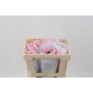 Ran Light Pink Ecu 45cm