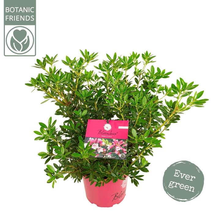 <h4>Rhododendron 'Bloombux' Magenta</h4>