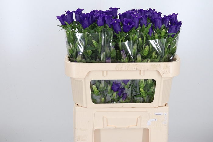<h4>Campanula Cham Blue</h4>