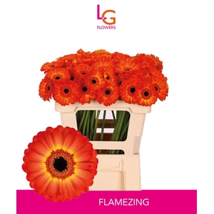 Germini Flamazing Water