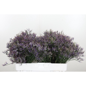 Limonium Sinense Safora Dark Blue