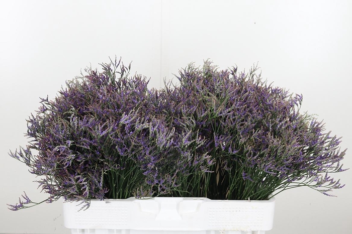 <h4>Limonium Sinense Safora Dark Blue</h4>