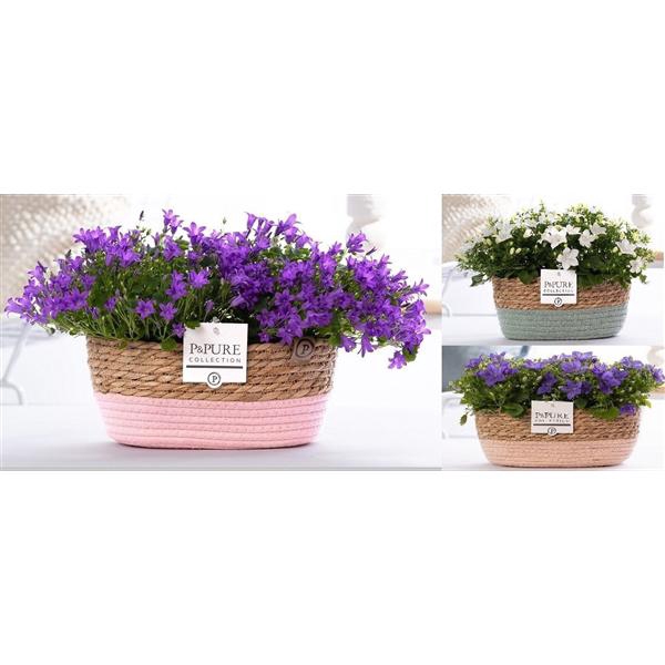 <h4>Campanula Mix Pure Field Basket</h4>
