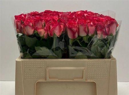 <h4>R Gr Nicoletta</h4>