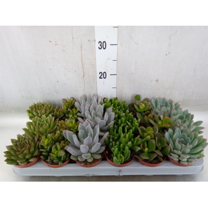 Succulents   ...