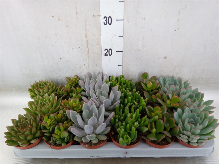 <h4>Succulents   ...</h4>