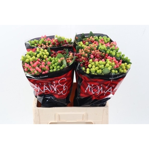 Hyp Rainb Rom Mix 60cm