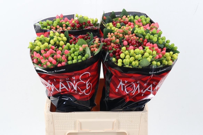 <h4>Hyp Rainb Rom Mix 60cm</h4>