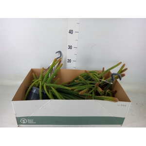 Cactus   ...hangingplants