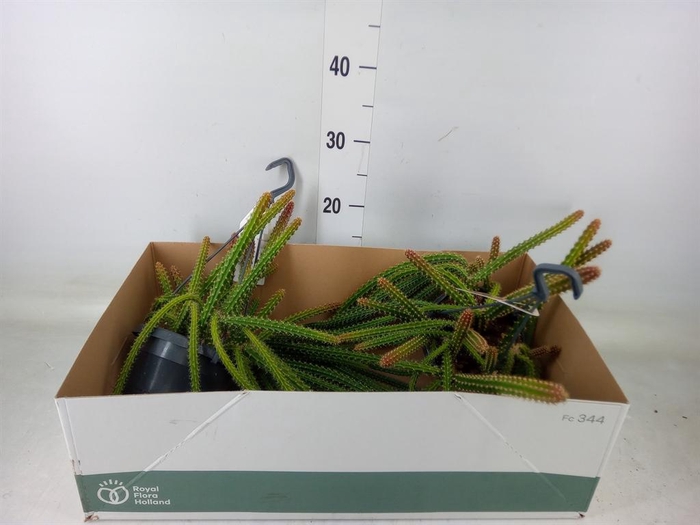 <h4>Cactus ...hangingplants</h4>