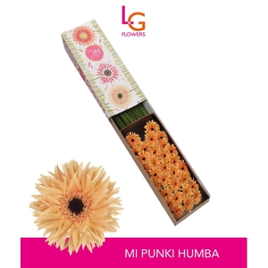 Germini Spider Punki Humba Doos